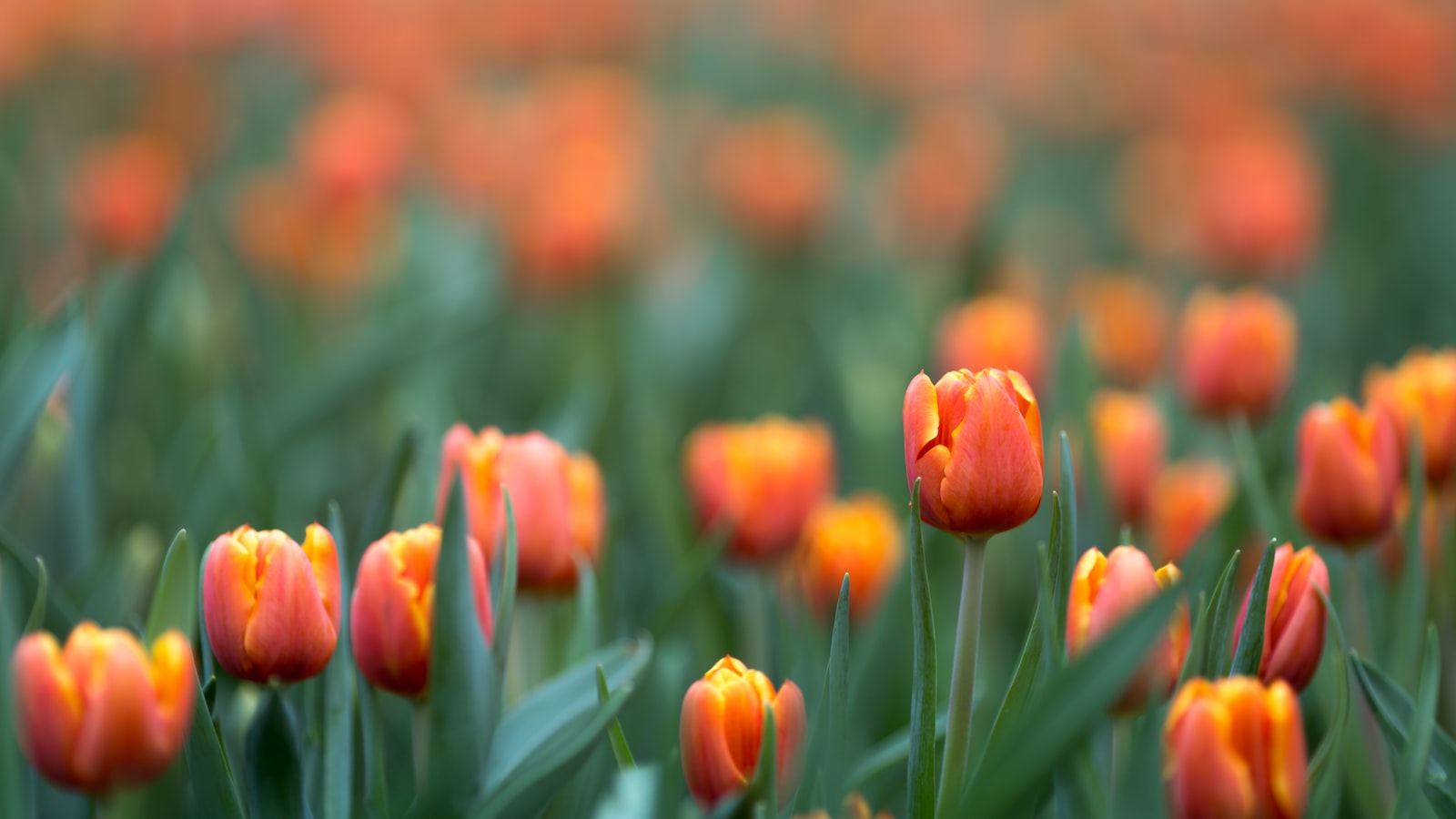 Variedades de tulipas para todos os jardins: escolhendo as lâmpadas perfeitas