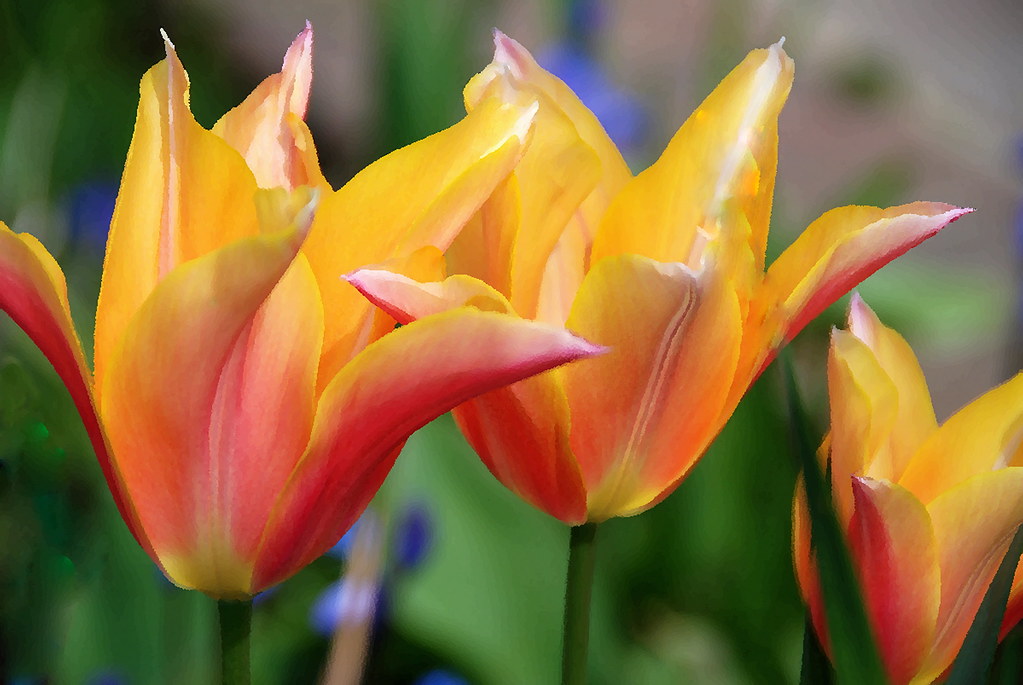 Tradições de tulipas na Ásia: significado cultural e variedades