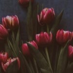 Arranjo de tulipas: dicas para criar buquês e peças centrais deslumbrantes